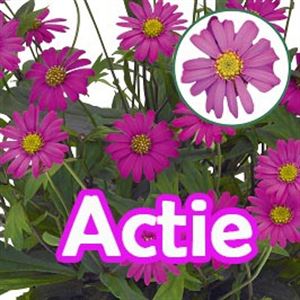 Bild von Brachyscome P12 Actie Magenta